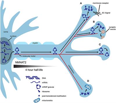 Accumulating Evidence for Axonal Translation in Neuronal Homeostasis